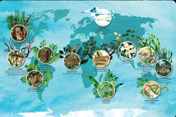 Masters of Disguise: Can You Spot the Camouflaged Creatures?   Kinderbuch Englisch   Marc Martin Verkauf – Bild 2